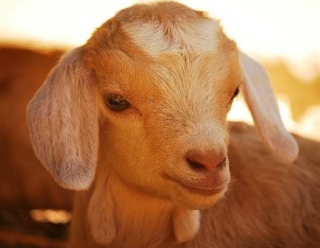 Le espero en Lloc de Menorca